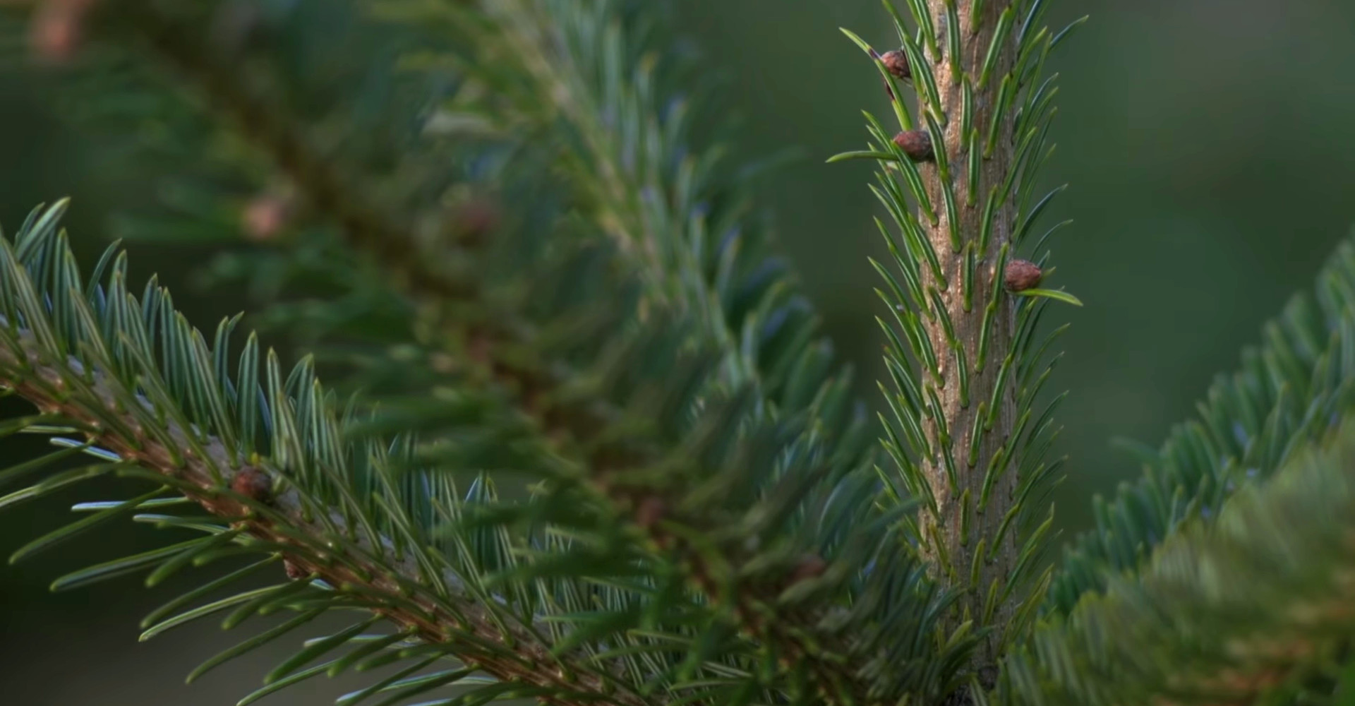 The finest Nordmann Excellent Christmas trees in Leiden from €15,00 onwards